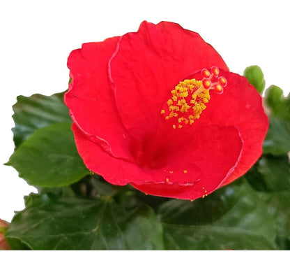 Hibiscus Rosa Sinensis M17 25cm (rosa De China)_4