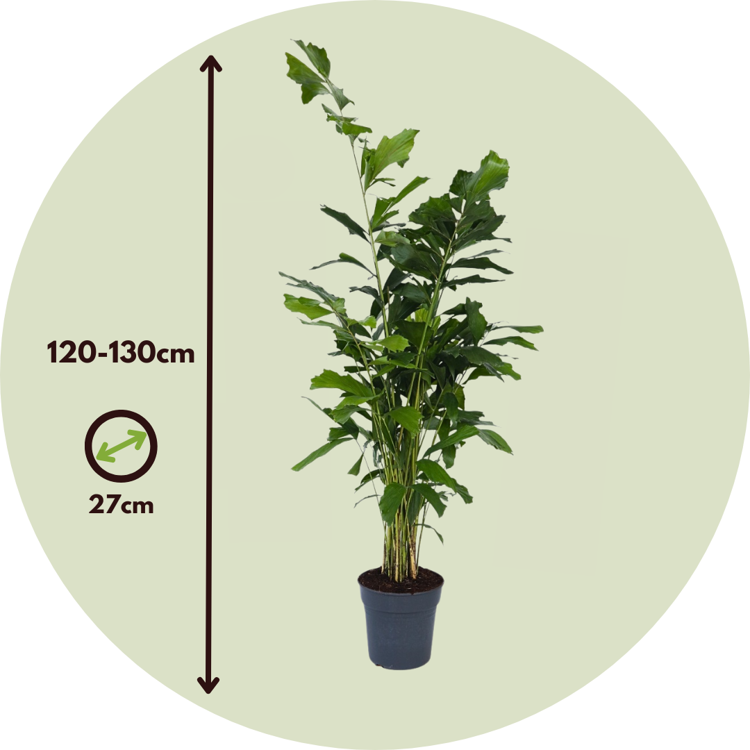 Palma De Cola De Pescado - Caryota Mitis - Altura 120-130cm - ⌀27cm_2