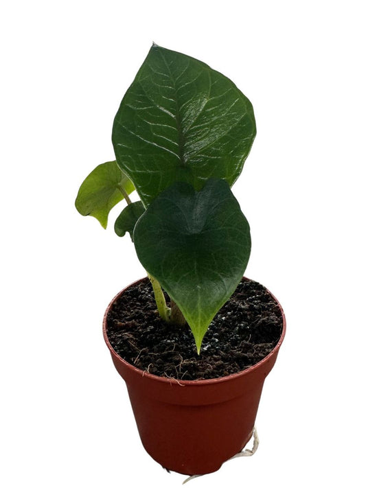 Planta Natural Alocasia Scalprum 1 Ud Ø 6 Alt. 10_0