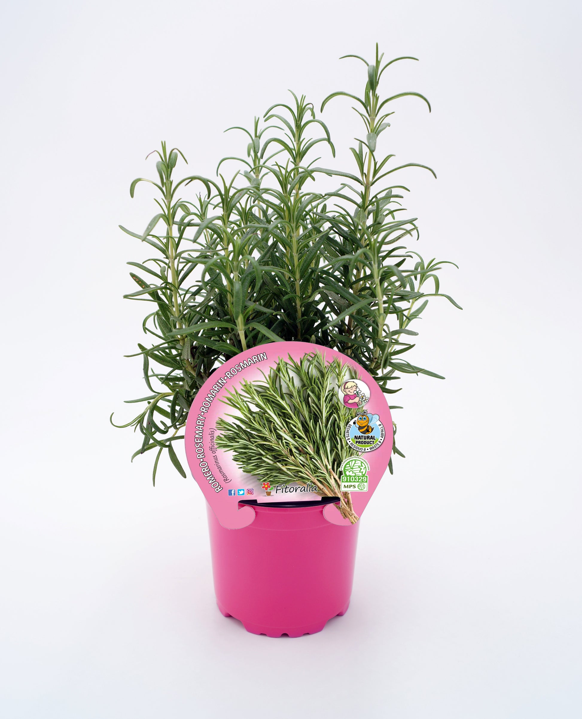 Romero En Maceta 10,5 Cm. Natural - Fitoralia