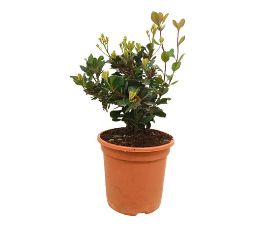 Raphiolepsis Umbellata M24 60cm_0