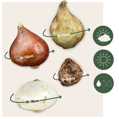 Jardín De Bulbos Nj Azul - 250 Pzs - Bulbos De Flores - Azul