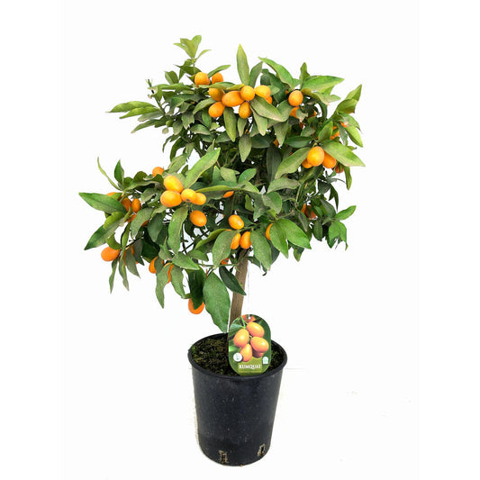 Kumquat M21 70cm (naranjo Chino)_0