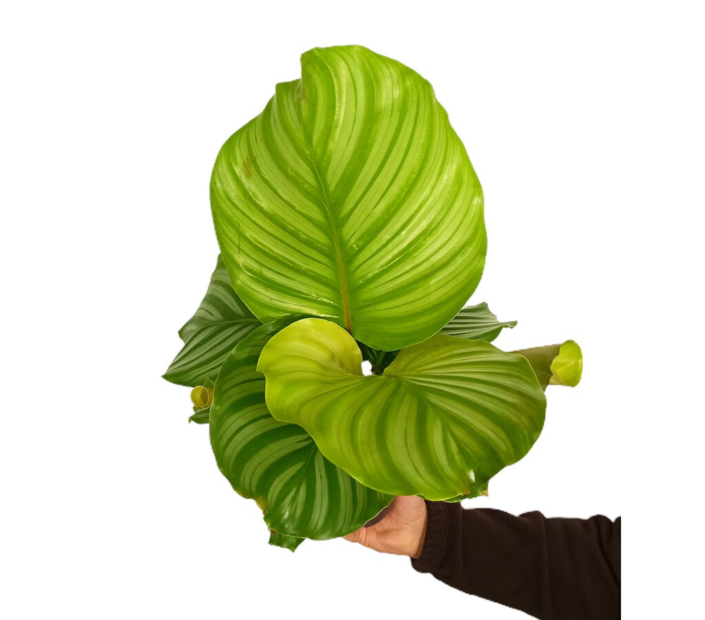 Calathea Orbifolia M14 45cm