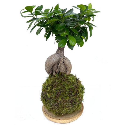 Kokedama Ficus Ginseng 50cm_0