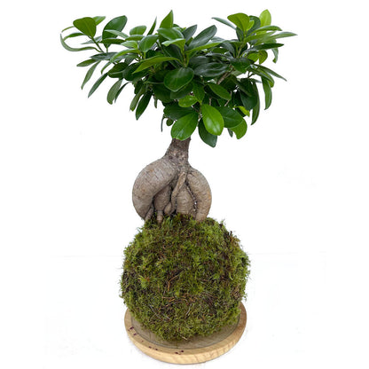 Kokedama Ficus Ginseng 50cm