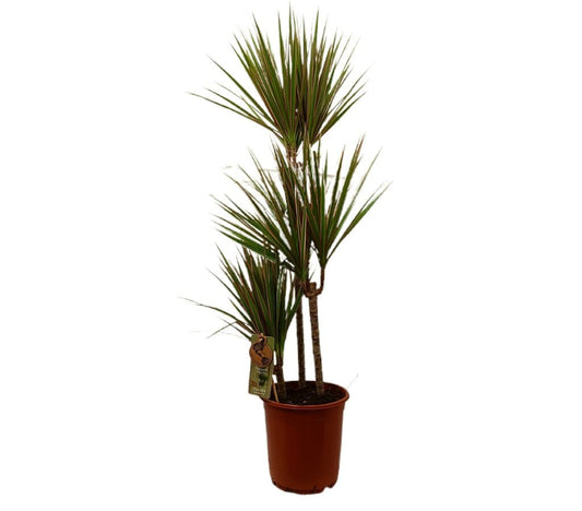Dracena Marginata Bicolor M21_0
