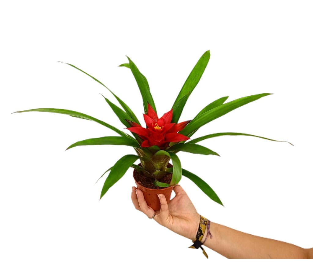 Guzmania Blitz M9 30cm_0