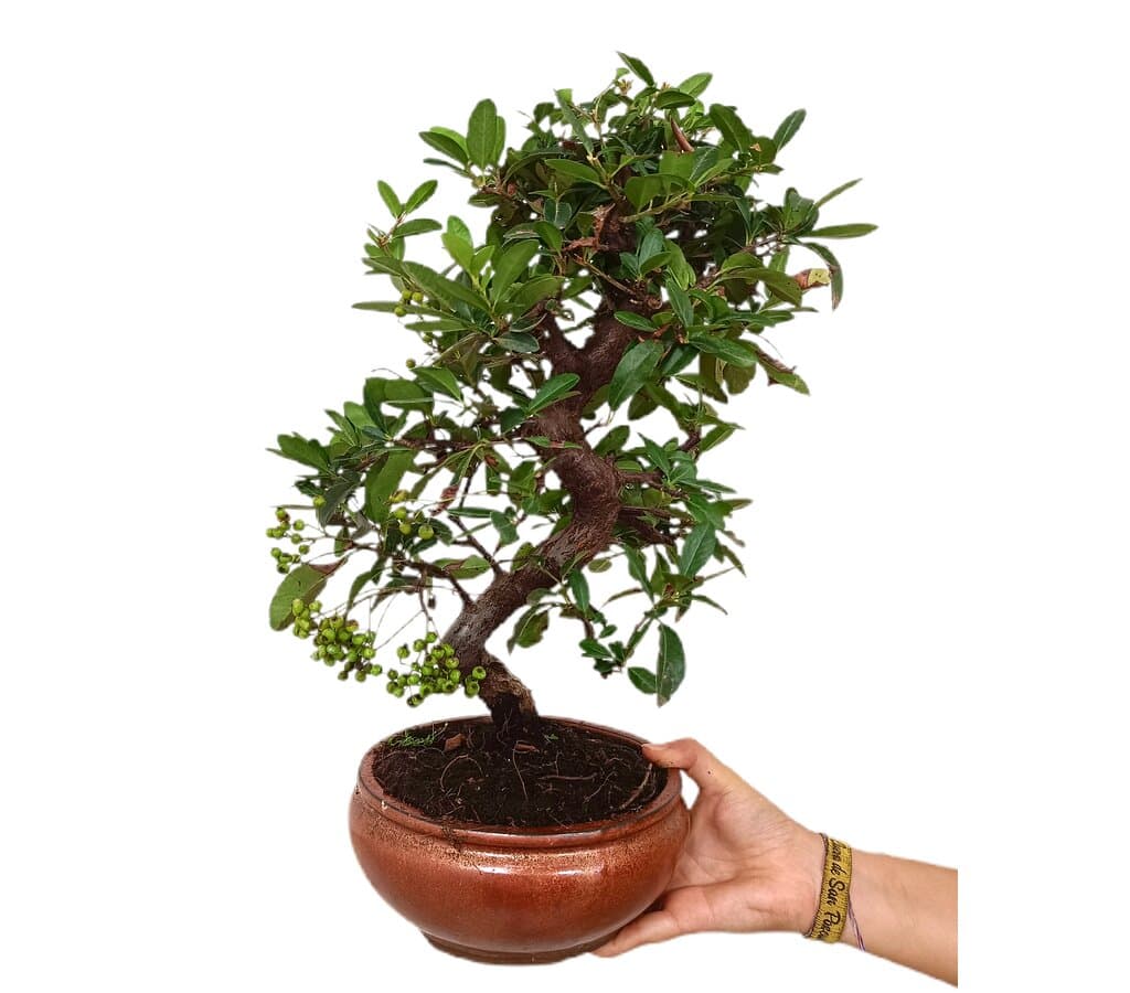 Bonsái Pyracantha 13 Años (espino De Fuego)_1