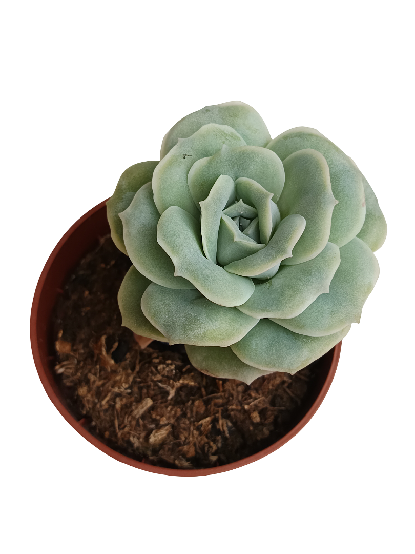 Graptoveria Lovely Rose Planta Suculenta Ø8_0
