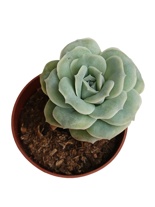 Graptoveria Lovely Rose Planta Suculenta Ø8_0