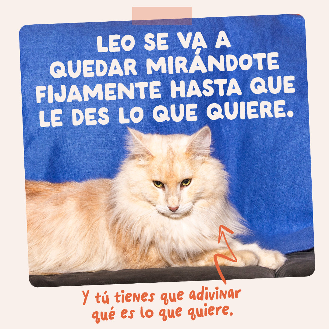 Sobres de comida húmeda Pollo en Salsa para Gatos Adultos | Edgard & Cooper 85 g