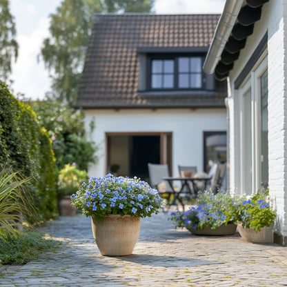 Jazmín Del Cielo - 6 Pzs - Plumbago Auriculata - Altura 25-40cm - ⌀9cm