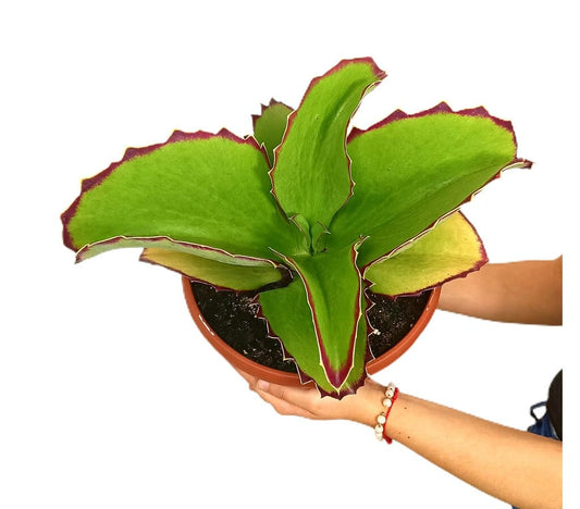 Kalanchoe Synsepala M25_0