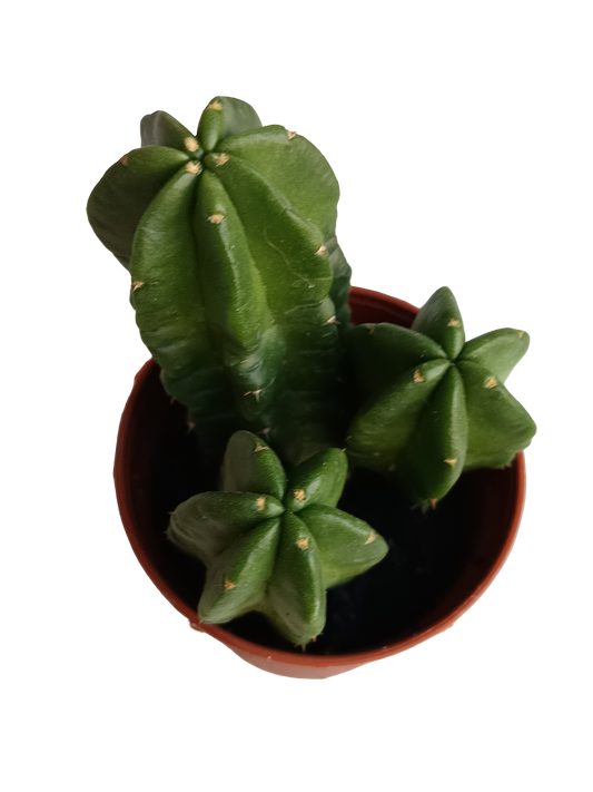 Echinocereus Morricai Cactus Planta Ø5 Cms_0