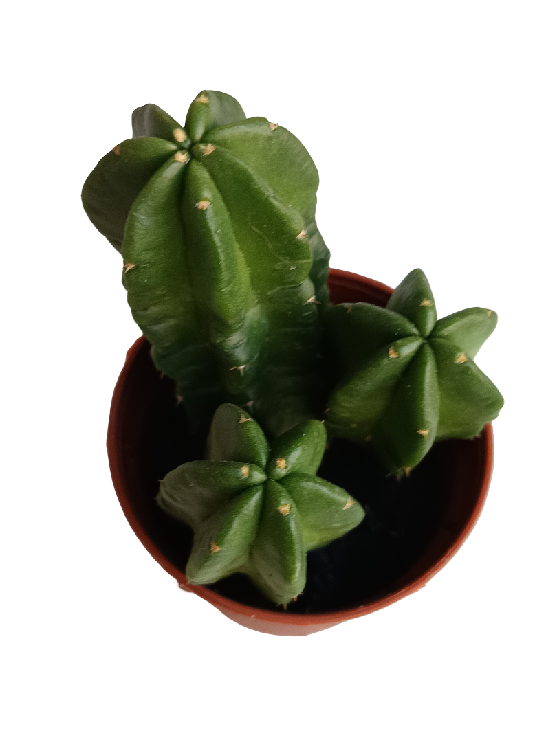 Echinocereus Morricai Cactus Planta Ø5 Cms