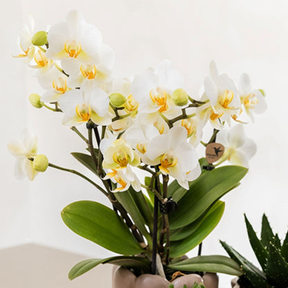 Set De Regalo Orquídea 'white Tray Xl' - Phalaenopsis - Altura 35cm