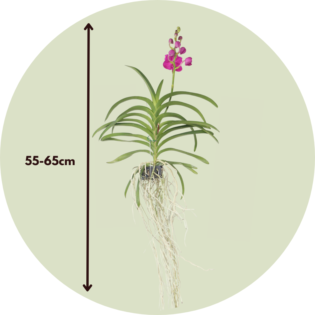 Orquídea Vanda - Vanda 'pink' - Altura 55-65cm_2