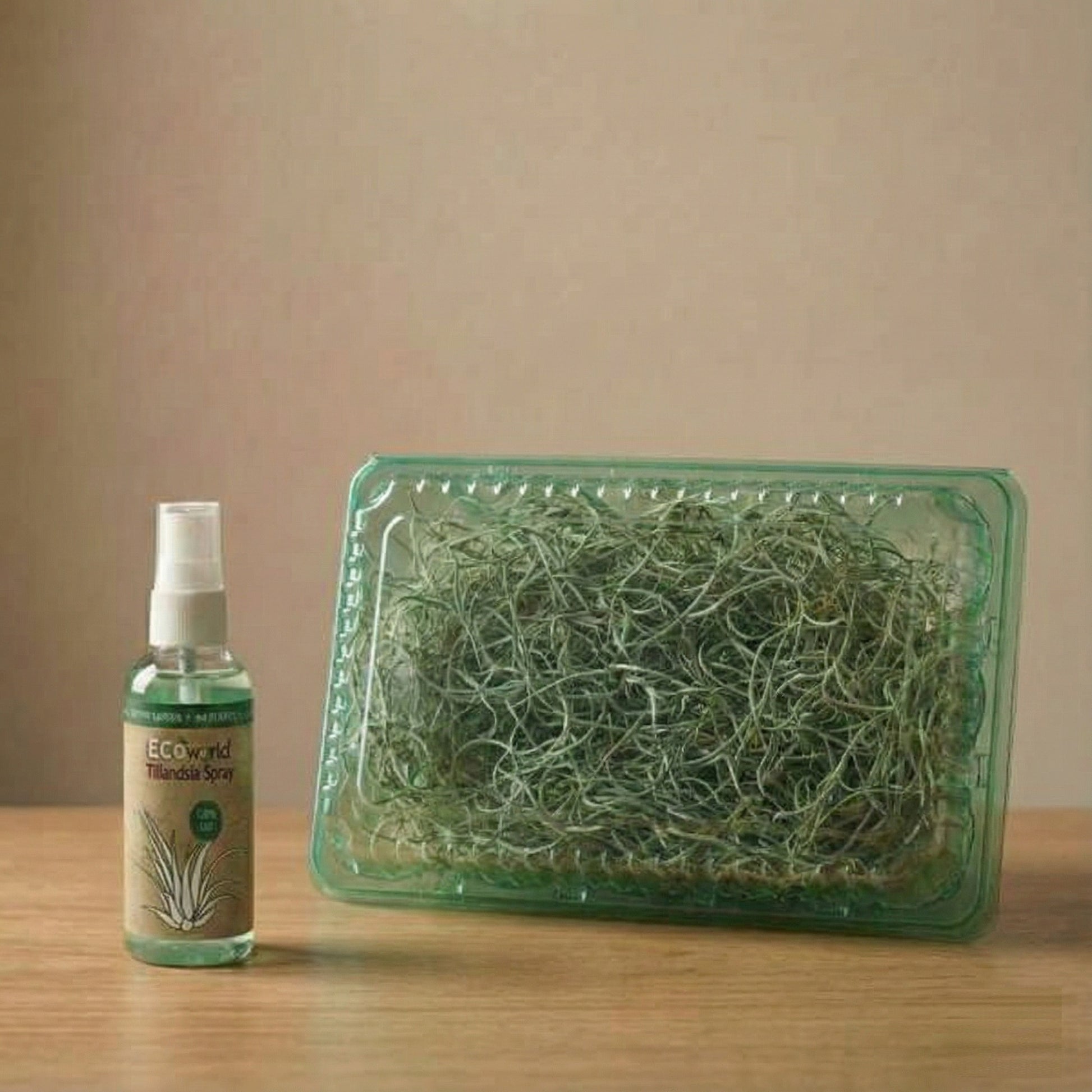 Tillandsia Musgo Español 3 Unidades - Planta De Aire Decorativa_3