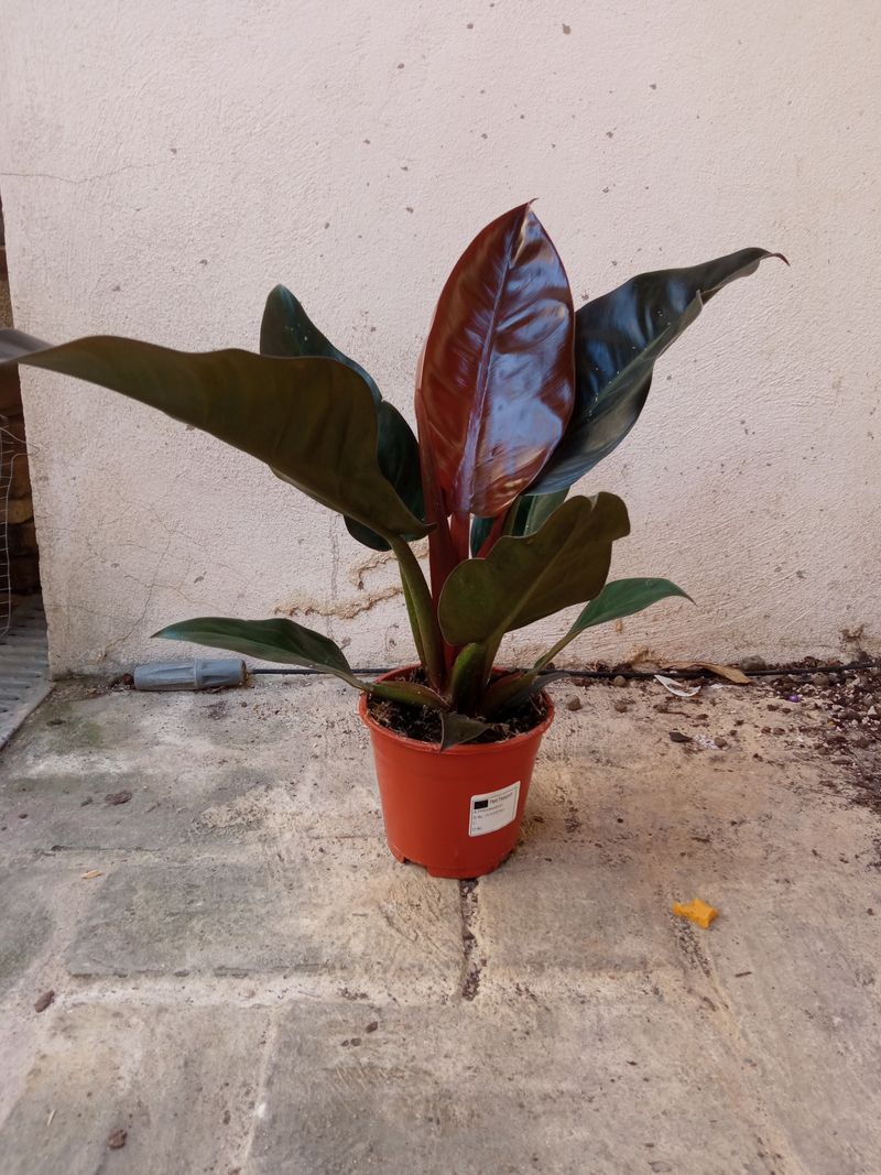 Philodendro Rojo Imperial Planta De Interior 40 Cm_0