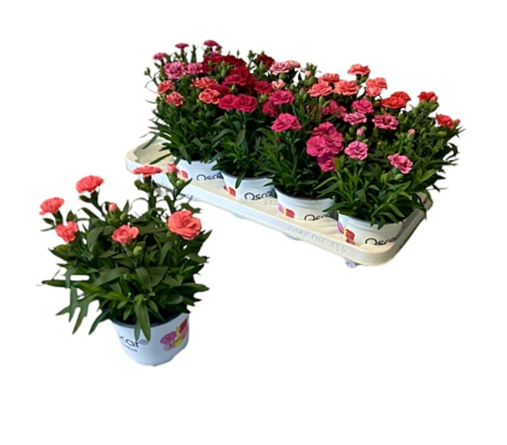 Clavel Oscar Variado M12_0