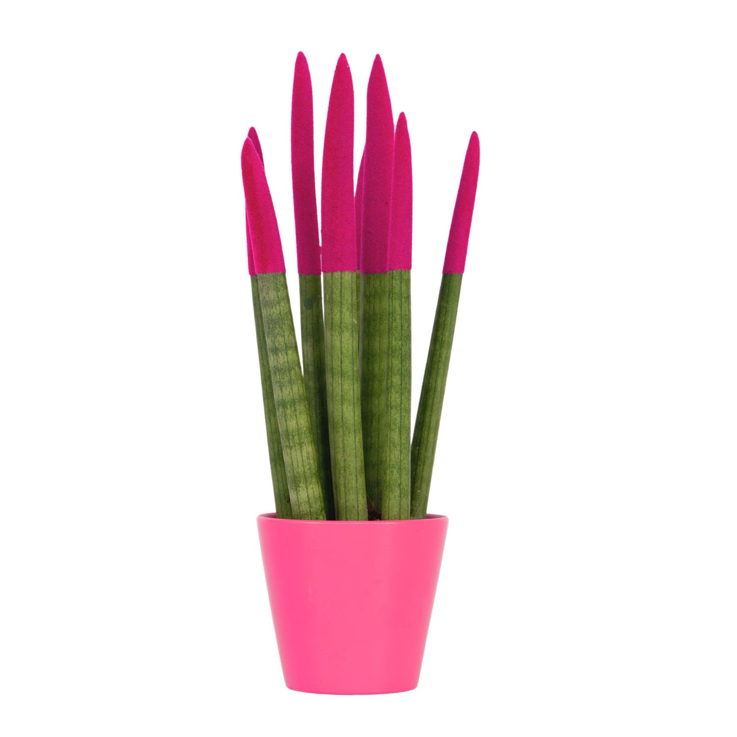 Lengua De Suegra Cilíndrica - Sansevieria Cylindrica - Altura 20-40cm - ⌀9cm