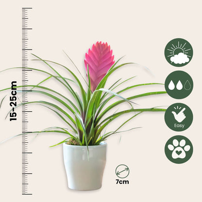 Tillandsia Cyanea ‘pastel’ – Set De 3 Con Maceta – Altura 20–30cm – Ø7cm_2