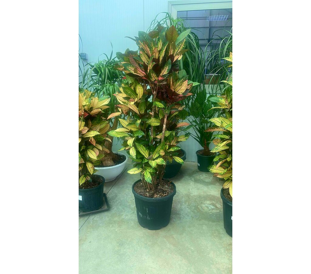 Croton Iceton M37 100-120cm_0
