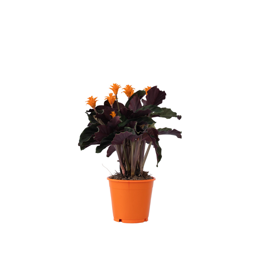 Flor De La Llama Eterna - Calathea Crocata 'tassmania' - Altura 40-50cm - ⌀14cm_0