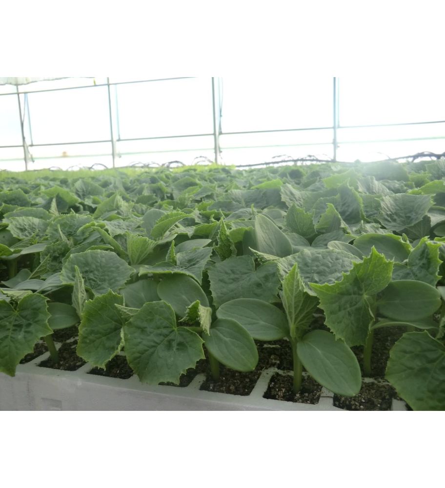 Plantón Pepino Marketmore (10 Unidades)_2