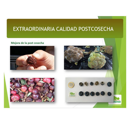 Fertilizante  Potasio VPotash 5 Chamae 1 litro Ecológico. Jardinería. Potasio verde. Aplicación al suelo y foliar._3