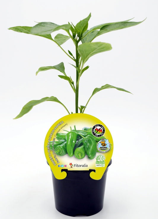 Plantón Pimiento Padrón Dulce En Maceta 10,5 Cm. Natural - Fitoralia_0