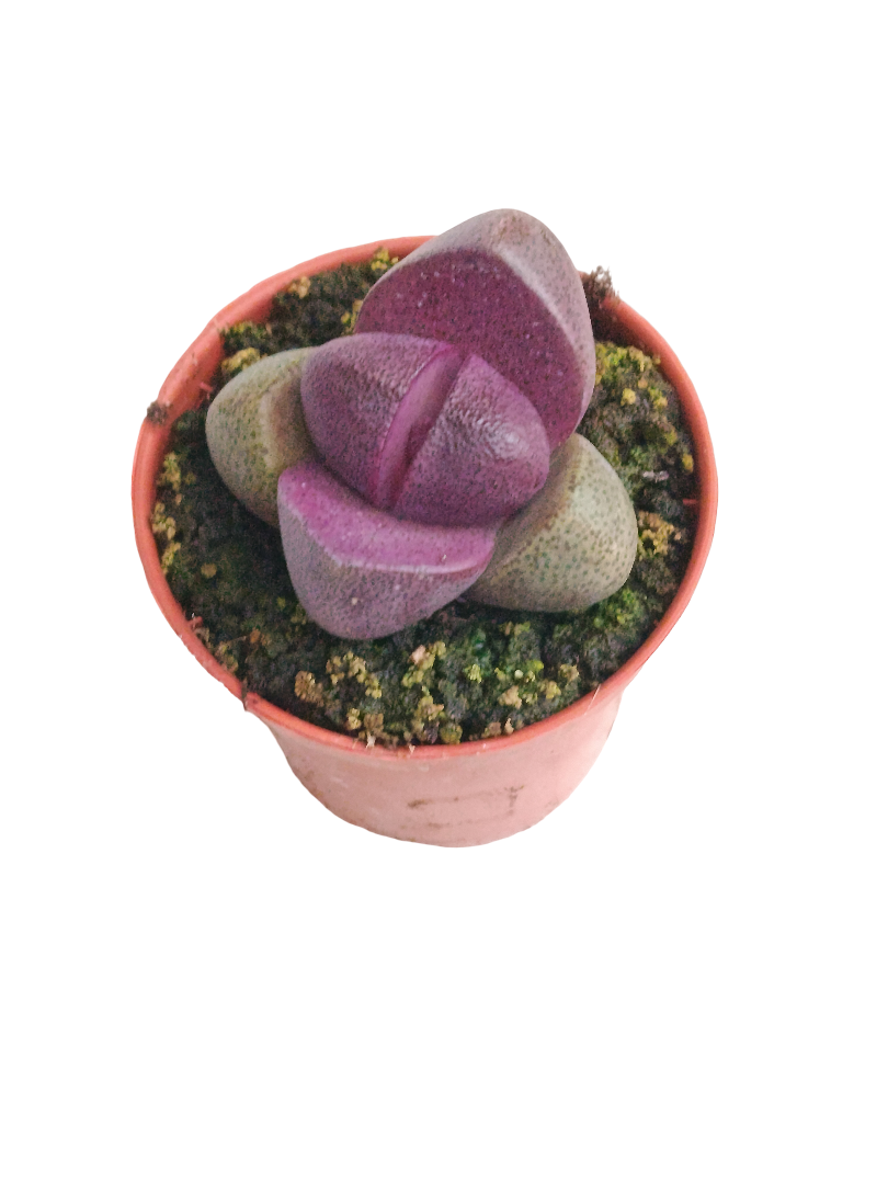 Pleiospilos Nelii Royal Flush Planta Suculenta Morada Ø5_0