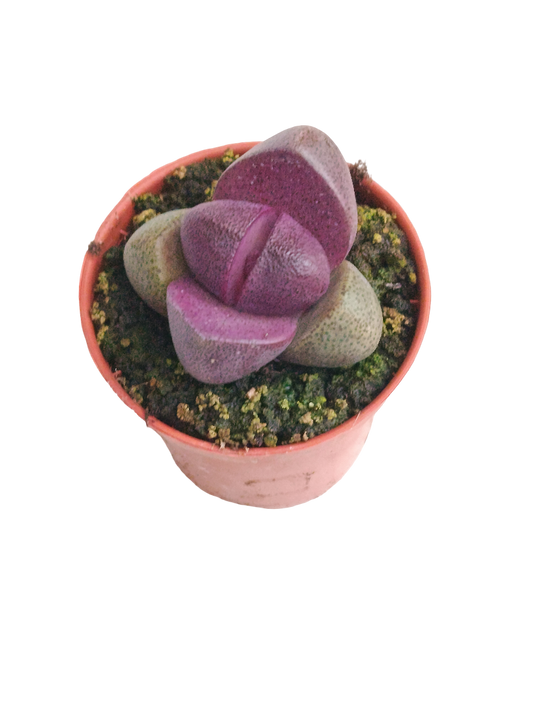 Pleiospilos Nelii Royal Flush Planta Suculenta Morada Ø5_0