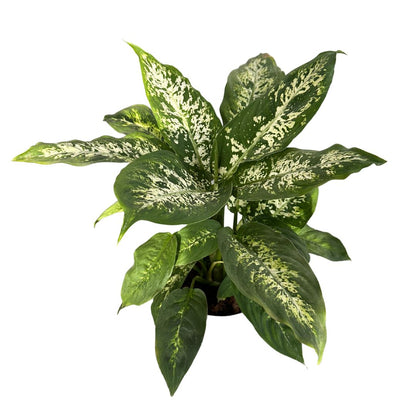 Dieffenbachia Compacta M17 Maceta 17cm_0