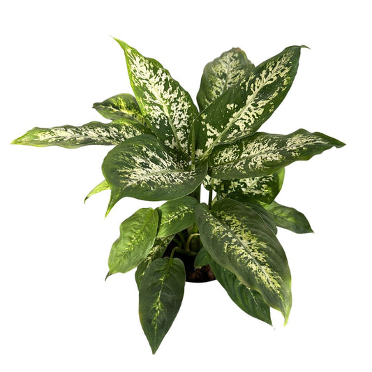 Dieffenbachia Compacta M17 Maceta 17cm_0