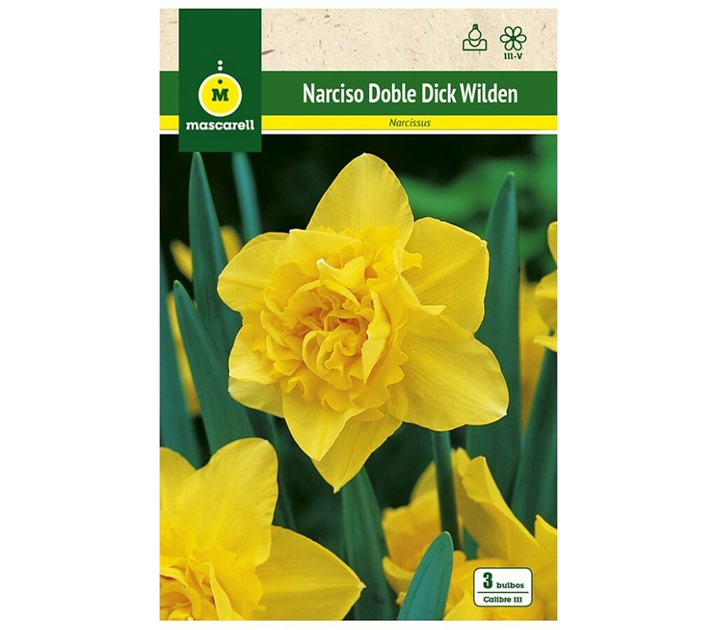 Bulbo Narciso Dobles Dick Wilden_0