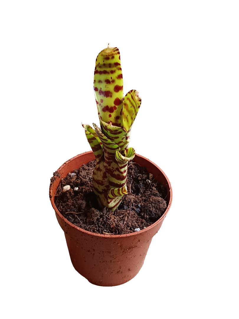 Neoregelia Zotica Planta Bromelia Para Terrarios E Inteior