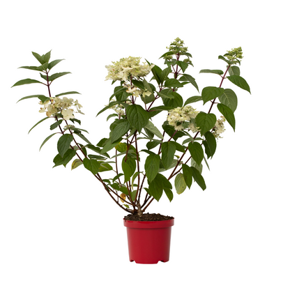 Hortensia - Hydrangea Paniculata 'wim's Red' - Altura 25-40cm - ⌀19cm_0