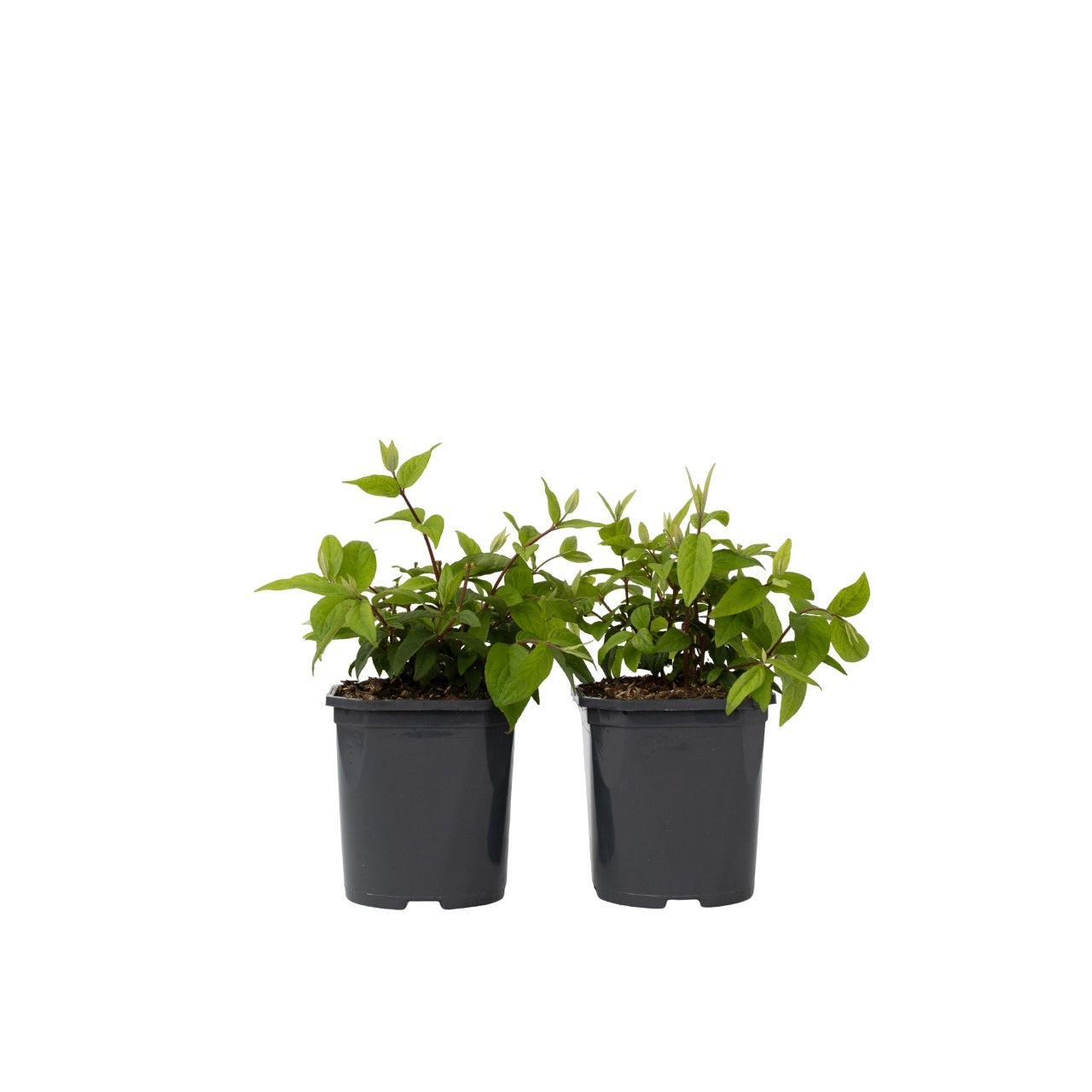Flores De Fresa - 2 Pzs - Deutzia 'strawberry Fields' - Altura 25-40cm - ⌀17cm_0