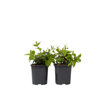 Flores De Fresa - 2 Pzs - Deutzia 'strawberry Fields' - Altura 25-40cm - ⌀17cm_0