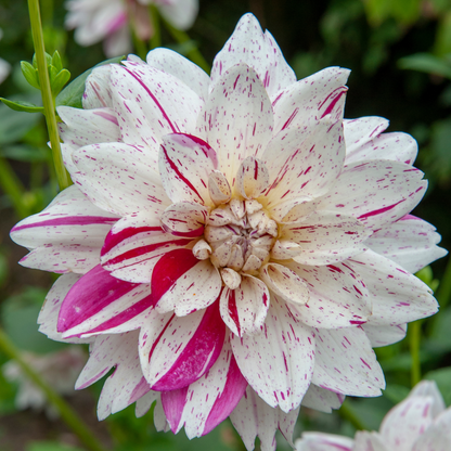 Tubérculos De Dalia - 4 Pzs - Dahlia 'bouqet Sunrise'_3
