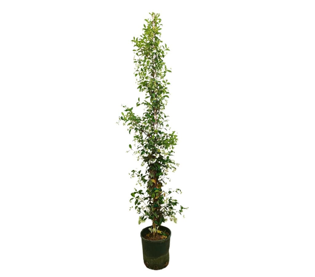 Trachelospermum Jasminoides M30 170-200cm_0