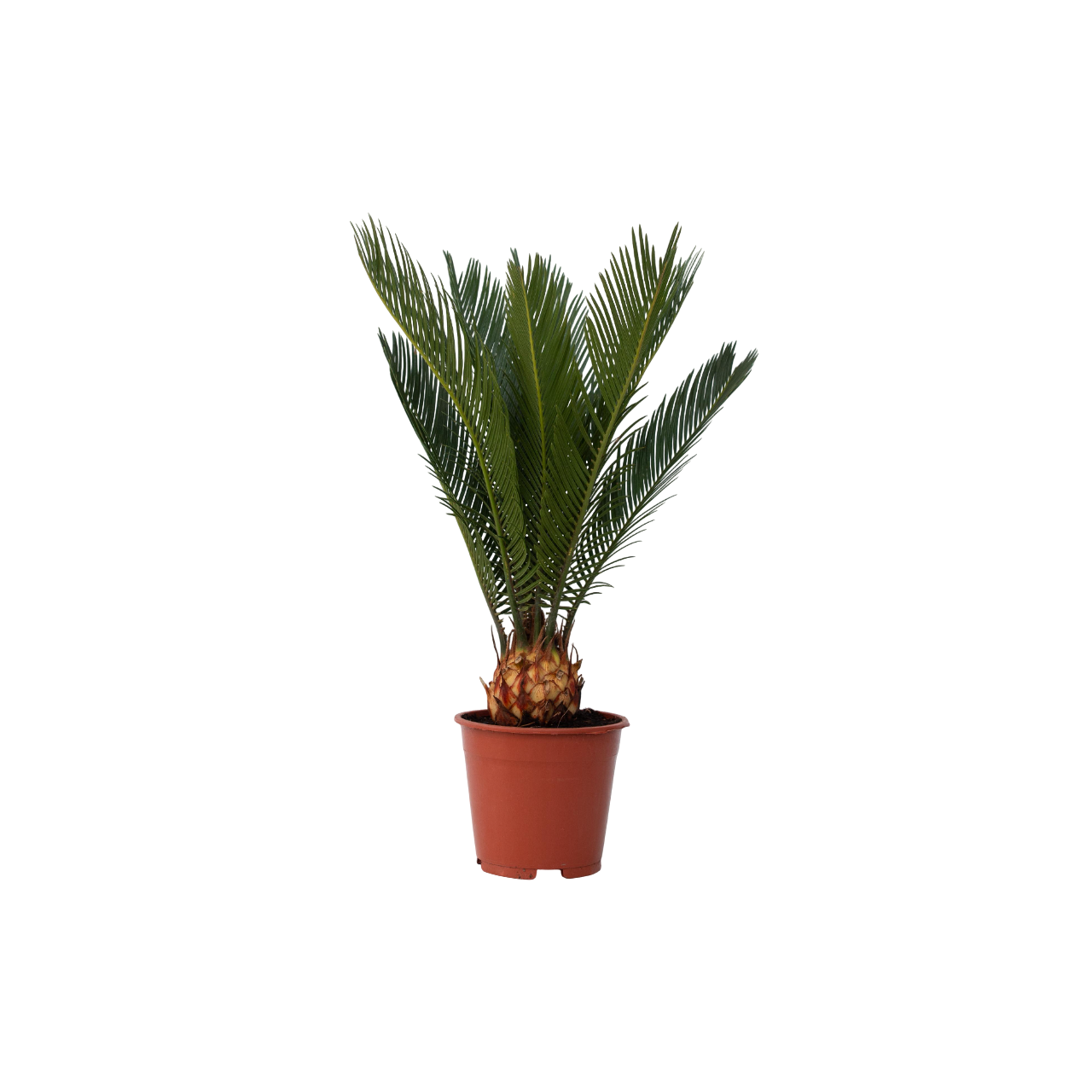 Palma De Sagú - Cycas Revoluta - Altura 45-60cm - ⌀15cm_0