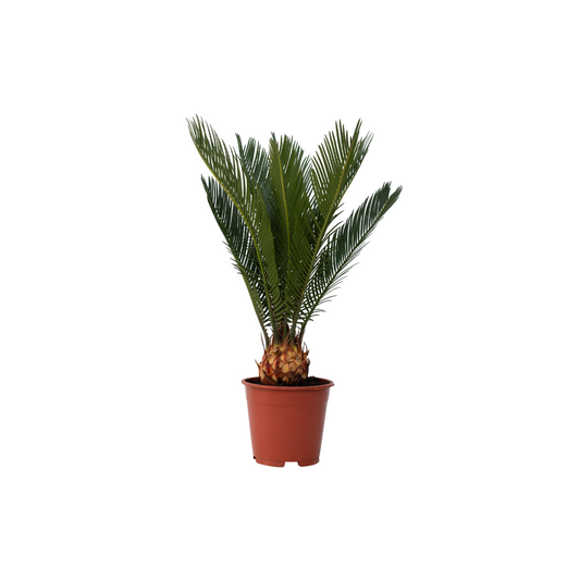 Palma De Sagú - Cycas Revoluta - Altura 45-60cm - ⌀15cm_0