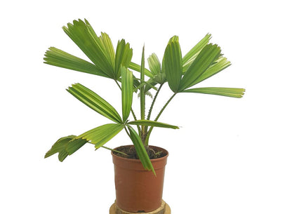 Licuala Spinosa M20 50cm