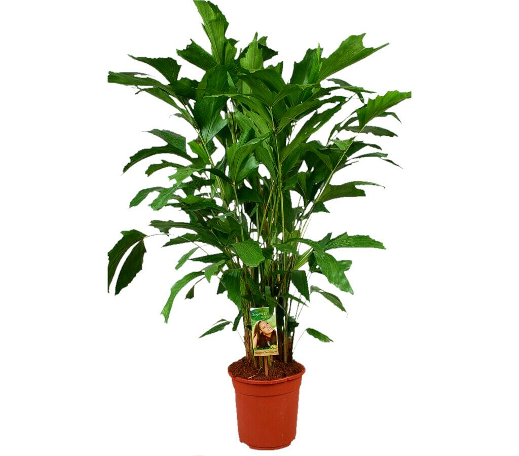 Caryota Mitis M21 100cm_0