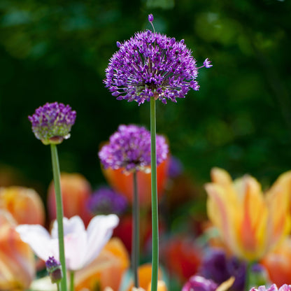 Allium Sensación Púrpura - 30 Pzs - Allium 'purple Sensation' - Bulbos De Flores
