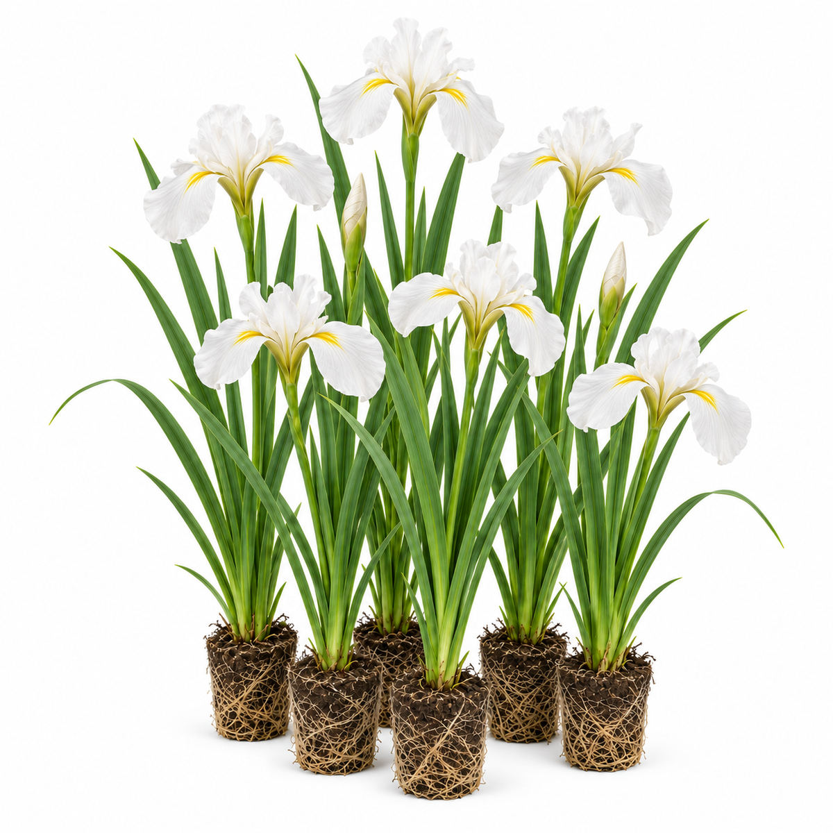 Lirio Blanco - Iris Kaempferi - 12 Plantas_0