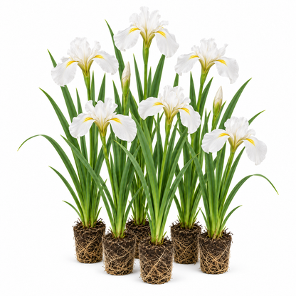 Lirio Blanco - Iris Kaempferi - 12 Plantas_0